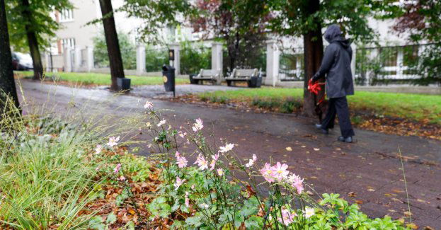 Katowice przeznaczą prawie 600 tys. zł na zielone pomysły mieszkańców