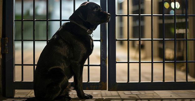 Właścicielki hodowli psów skazane za znęcanie się nad zwierzętami