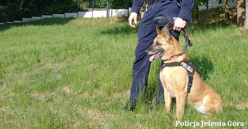 zdjęcie: Policjanci zabezpieczyli środki odurzające, które znalazła Modena - pies do wyszukiwania zapachów narkotyków / fot. KMP w Jeleniej Górze