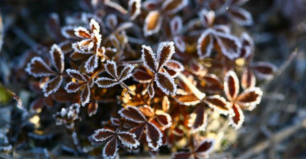 Ostrzeżenie IMGW przed przymrozkami w całym regionie
