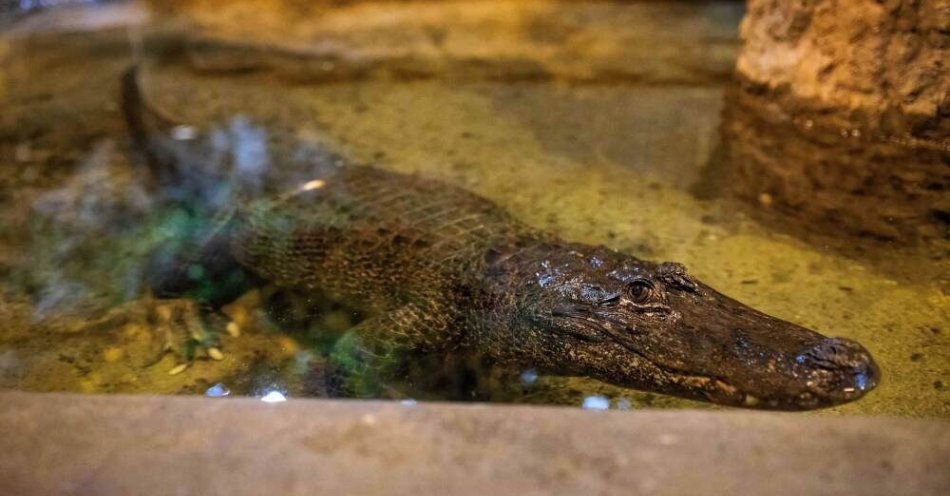 zdjęcie: 95 lat kończy aligatorzyca Marta, najstarsze zwierzę w ogrodach zoologicznych Europy / fot. PAP