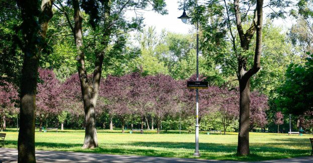 Kolejne projekty z Zielonego Budżetu w Katowicach idą do realizacji