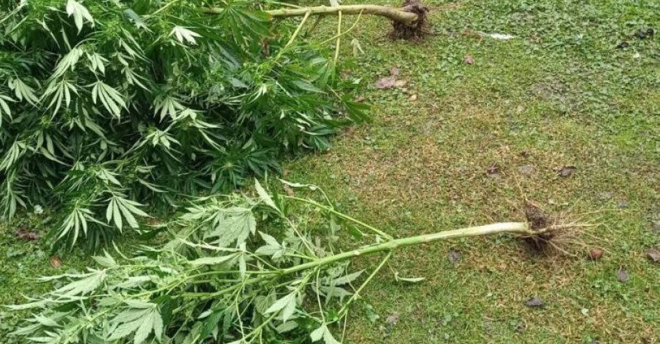 zdjęcie: Mieszkaniec Głogowa zatrzymany za uprawę konopi / fot. KPP w Głogowie