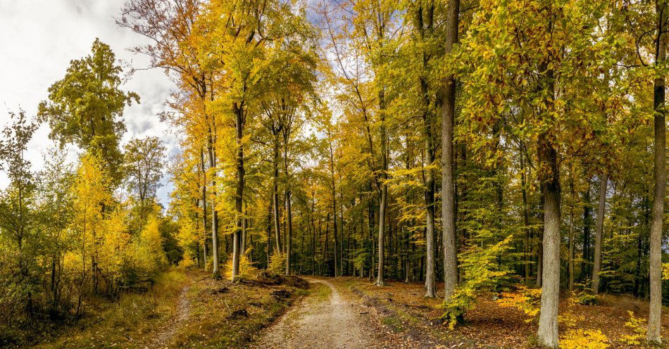 zdjęcie: Człowiek może wytrzymać 3 minuty bez powietrza, 3 tygodnie bez wody i 3 miesiące bez jedzenia / pixabay/1801753