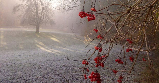 IMGW ostrzega przed przymrozkami