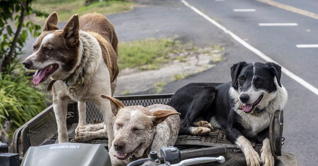 Policja znalazła 24 psy, przetrzymywane w dwóch garażach bez okien