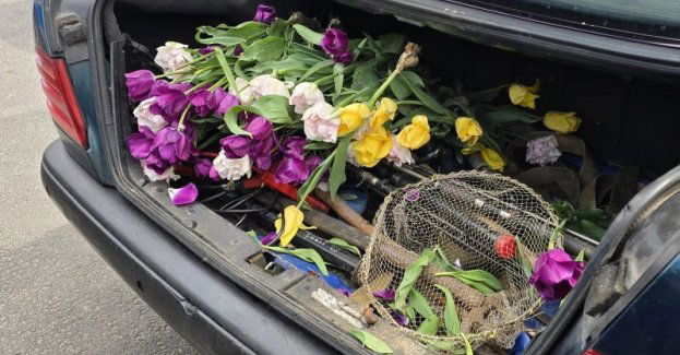 Amator tulipanów z miejskiej rabaty usłyszał zarzut