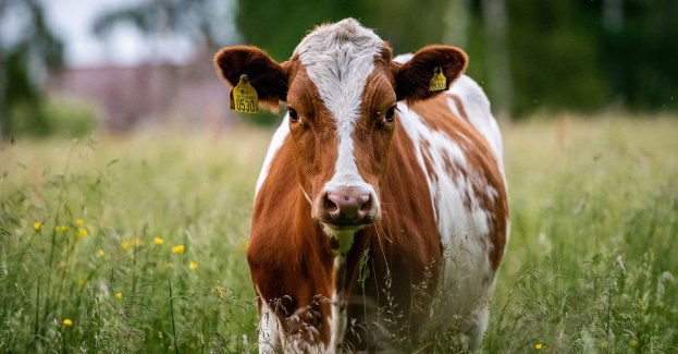 Strażacy uratowali krowę, która ugrzęzła w bagnie