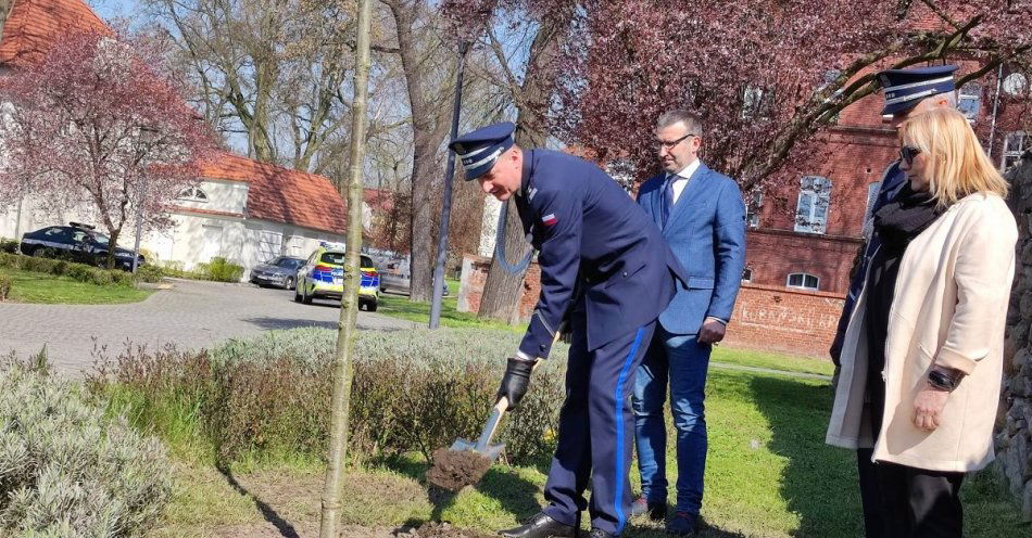 zdjęcie: Dąb Pamięci aspiranta Policji Państwowej Teodora Fabisiaka / fot. KPP Żagań