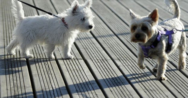 Ekspert: adopcja zwierzęcia jako prezent świąteczny to często działanie impulsywne