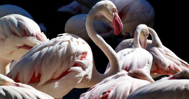 W ogrodzie zoologicznym zbudowano całoroczny pawilon dla flamingów