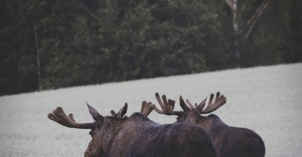 Myśliwy zapłaci Skarbowi Państwa 28 tys. zł za zabite łosie