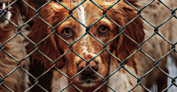 Martwe psy w schronisku prowadzonym przez organizację pro zwierzęcą