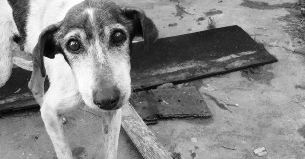 Bezdomne zwierzęta otoczone opieką