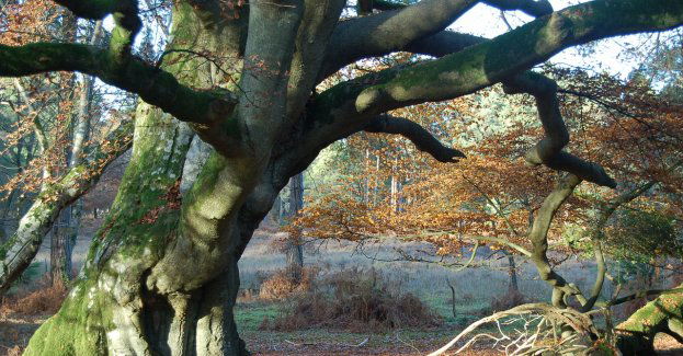 Ruszył konkurs na Europejskie Drzewo Roku; buk kandydatem z Polski