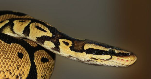 Kobieta znalazła 2,5-metrowego pytona w toalecie