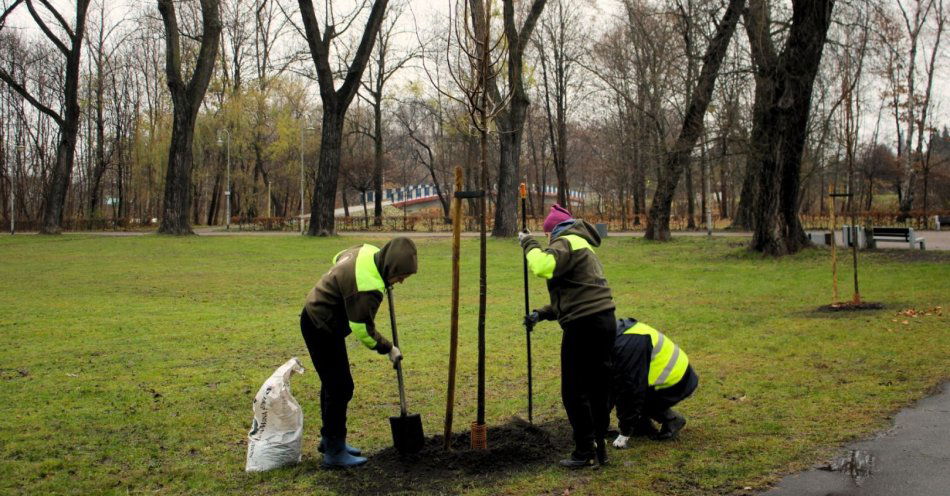 zdjęcie: Prawie 1200 drzew zostanie zasadzonych w Katowicach / fot. nadesłane