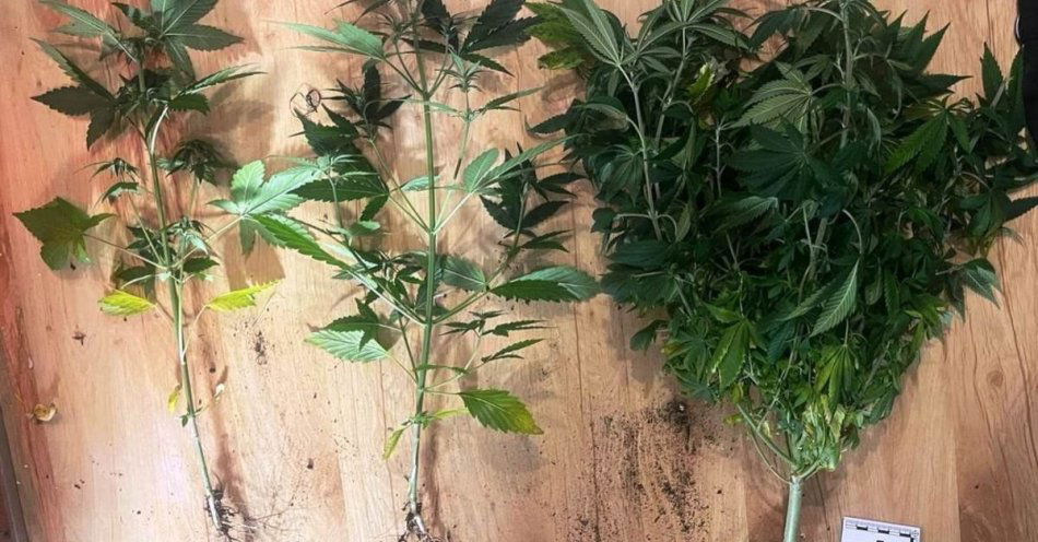 zdjęcie: Para osiemnastolatków zatrzymana za uprawę konopi i grzybów / fot. KMP Kielce