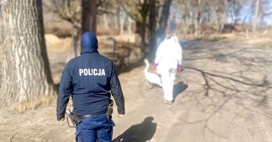 zdjęcie: Służby zabezpieczyły rannego łabędzia w Karwieńskich Błotach / fot. KPP w Pucku