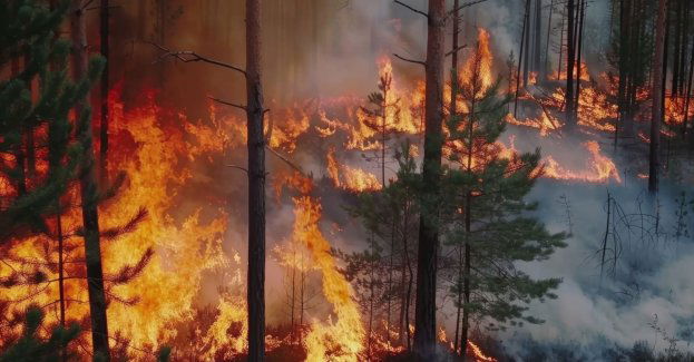 W powiecie staszowskim spłonęły ponad trzy hektary lasu
