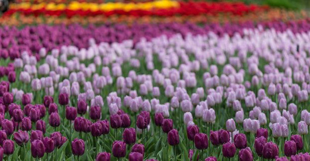 Trwają nasadzenia kwiatów cebulowych, które zakwitną wiosną