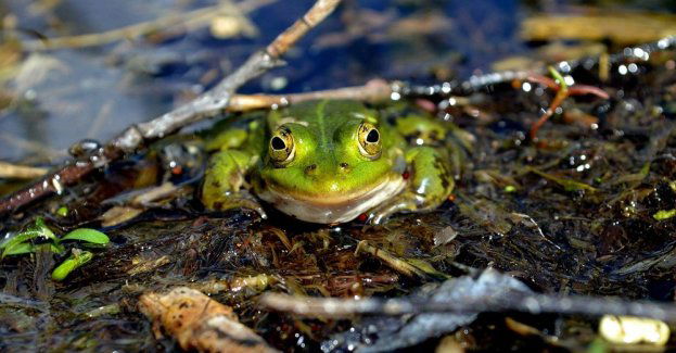 Białystok chroni płazy