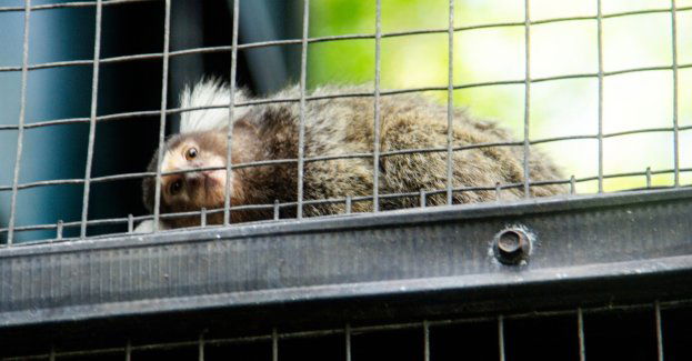 50 prób przemytu rzeczy wykonanych z chronionych zwierząt w 2024 r.