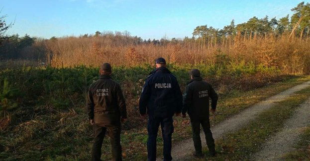 Patrole w lasach powiatu przeciwko nielegalnej wycince