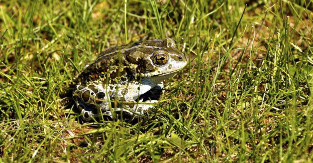 Rozpoczęła się akcja przenoszenia żab trawnych