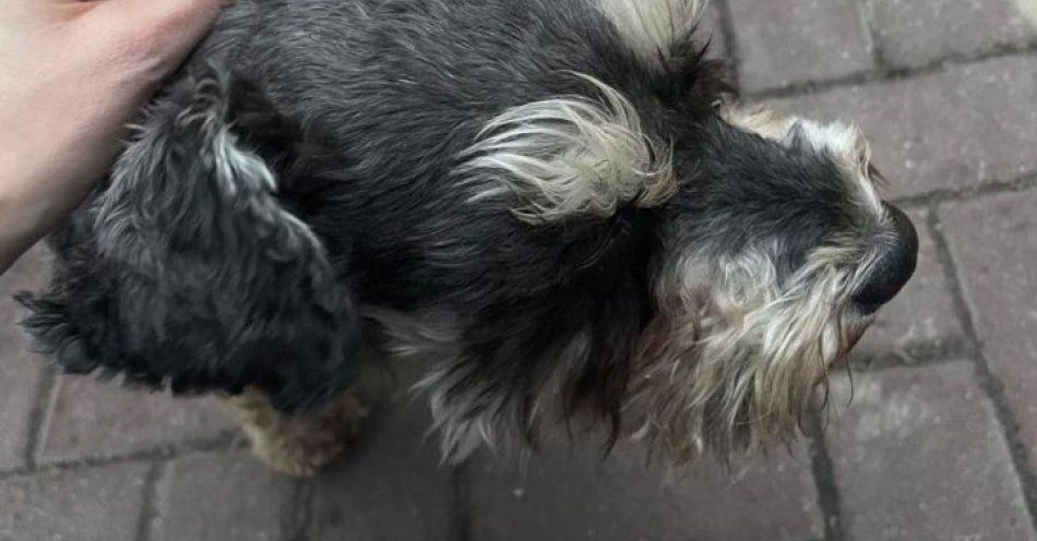 zdjęcie: Zabrał psa czekającego przed sklepem Policja odzyskała pupila / fot. KMP w Olsztynie