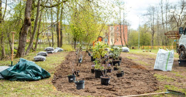 Pozytywna opinia konserwatora zabytków dla nasadzeń drzew na Rynku Głównym
