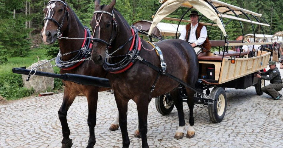 zdjęcie: Morskie Oko: od nowego roku konie zostają na trasie; za mało „elektryków” / Palenica Białczańska, June 28, 2021. Tests of a horse-drawn carriage for transporting tourists have begun in Palenica Białczańska on the 28th of this month. The Tatra National Park is testing on the route to Morskie Oko a hybrid wagon powered by electricity. (aldg) PAP/Grzegorz Momot