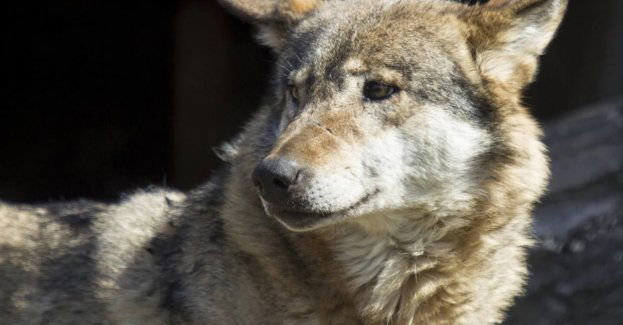 Samorząd rozpoczął akcję odstraszania wilków