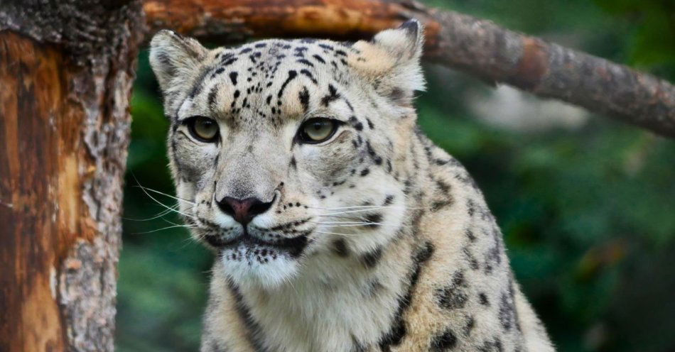 zdjęcie: Suri czy myszojeleń? Finaliści styczniowego plebiscytu na Zwierzaka Miesiąca / fot. nadesłane