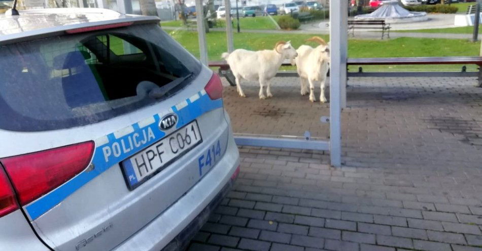 zdjęcie: Niecodzienna interwencja w Rozprzy / fot. KMP w Piotrkowie Trybunalskim