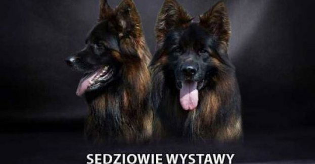 Wystawa Psów Rasowych w Mniszku
