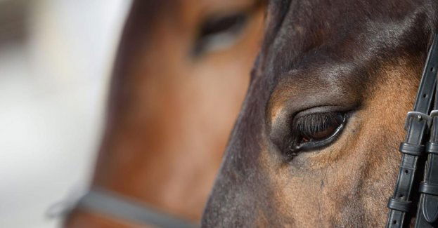 Koń staranował czteroletniego chłopca