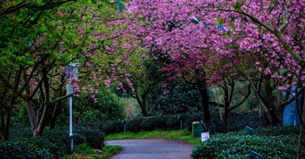 Przy al. Sikorskiego w Rzeszowie powstanie ogród kieszonkowy