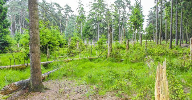 Nowy rezerwat ma chronić walory przyrodnicze Puszczy Świętokrzyskiej