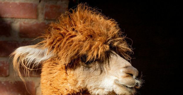 Z mini zoo uciekła lama, właściciele proszą o pomoc w odnalezieniu zwierzęcia