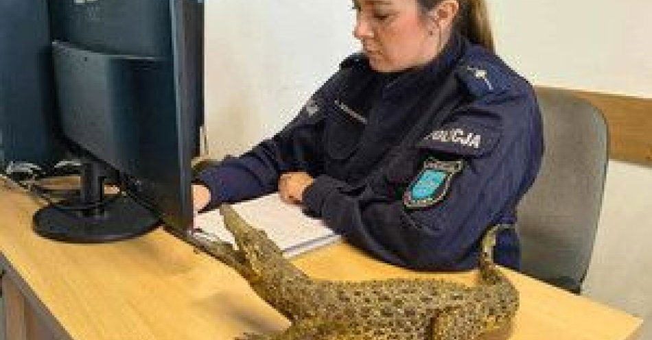 zdjęcie: Spreparowany kajman na sprzedaż. Kobiecie grozi do 5 lat / fot. KPP w Iławie