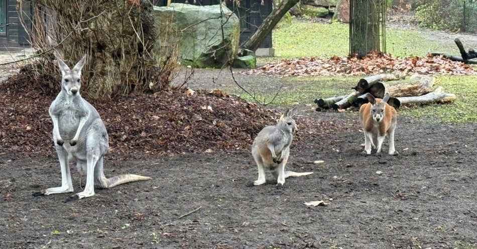 zdjęcie: Kangurki w Warszawskim ZOO - aż pięć maleństw dołączyło do stada / fot. nadesłane