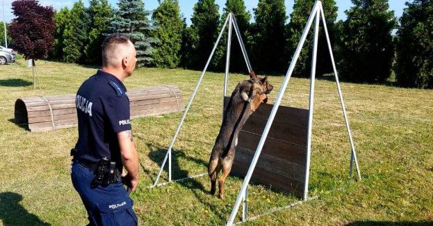 Nasz przewodnik najlepszy w Garnizonie Opolskim