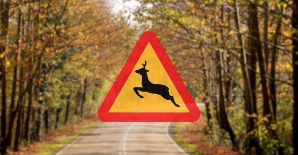 zdjęcie: Uwaga kierowcy dzikie zwierzęta na drogach wiosną i jesienią / fot. KPP w Pajęcznie