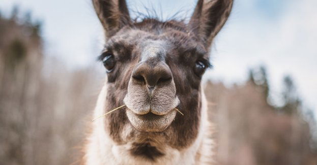 Odnalazła się lama, która uciekła z mini zoo w Jaworniku Polskim