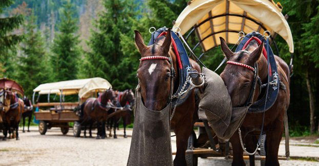 Przebadane konie z Morskiego Oka w bardzo dobrej kondycji; żaden nie został wycofany