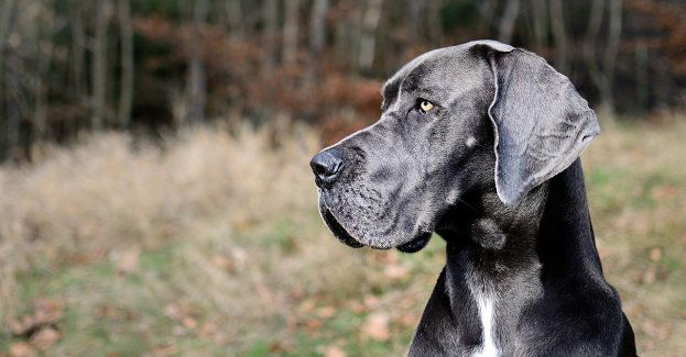 Pod Olsztynem psy zagryzły siedmioletnią dziewczynkę