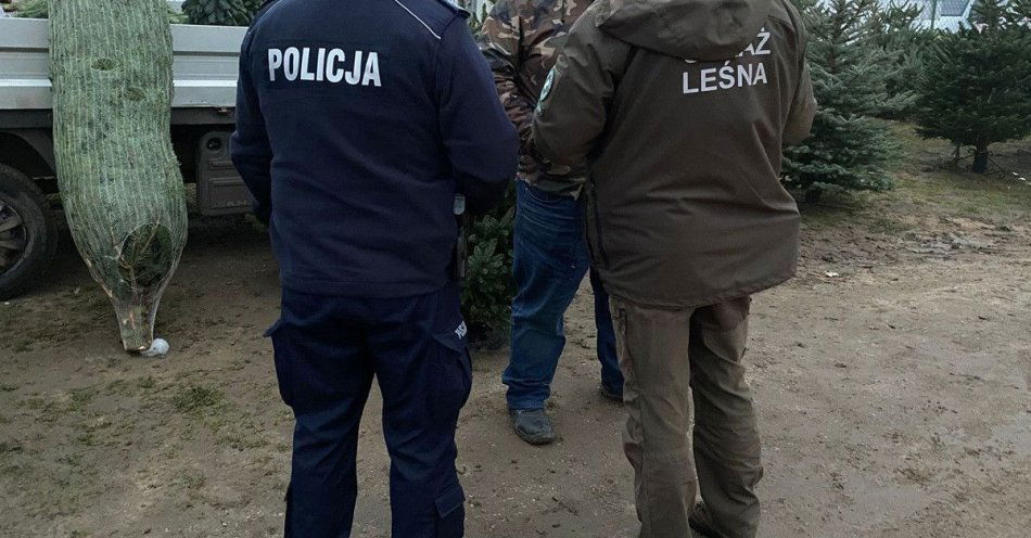 zdjęcie: Policja sprawdza legalność sprzedawanych choinek / fot. KPP w Rypinie