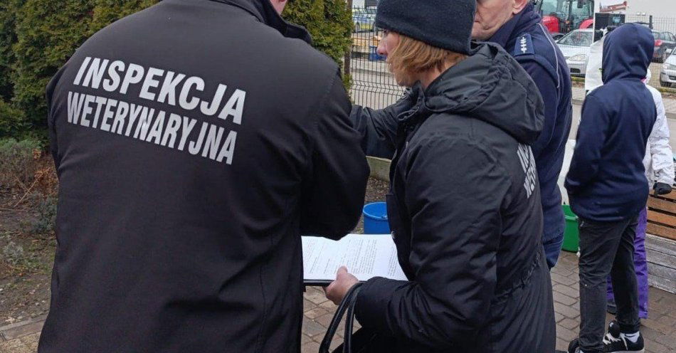 zdjęcie: Kontrole karpi przed świętami we Włoszczowie / fot. KPP Włoszczowa