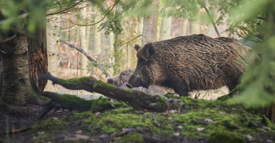 zdjęcie: Weterynarz strzelał do dzika w parku Centralnym / pixabay/6909689